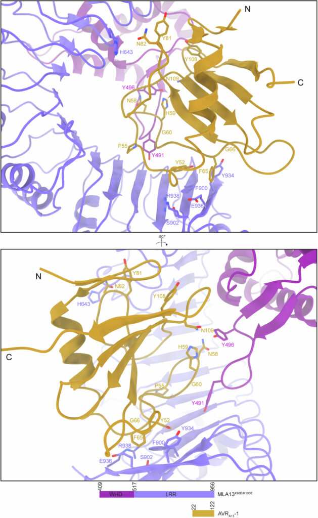 A strategy to enhance the resilience of cereal crops against fungal diseases