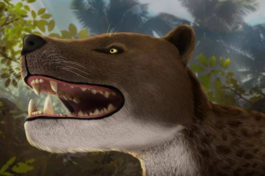 Scientists Discover 15-Million-Year-Old Skull of a Formidable Hypercarnivore