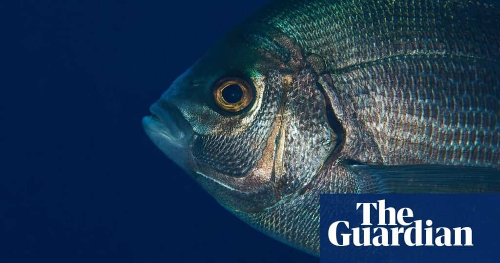 Study Reveals Wild Fish Can Distinguish Humans Based on Clothing Choices