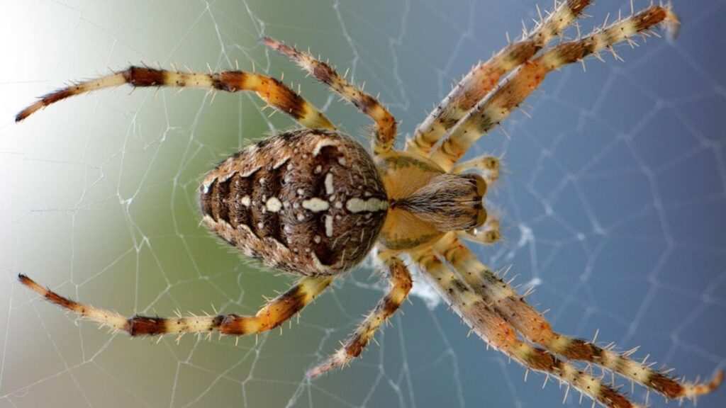 Zombie-Transforming Fungus Discovered in Ireland That Manipulates Spiders